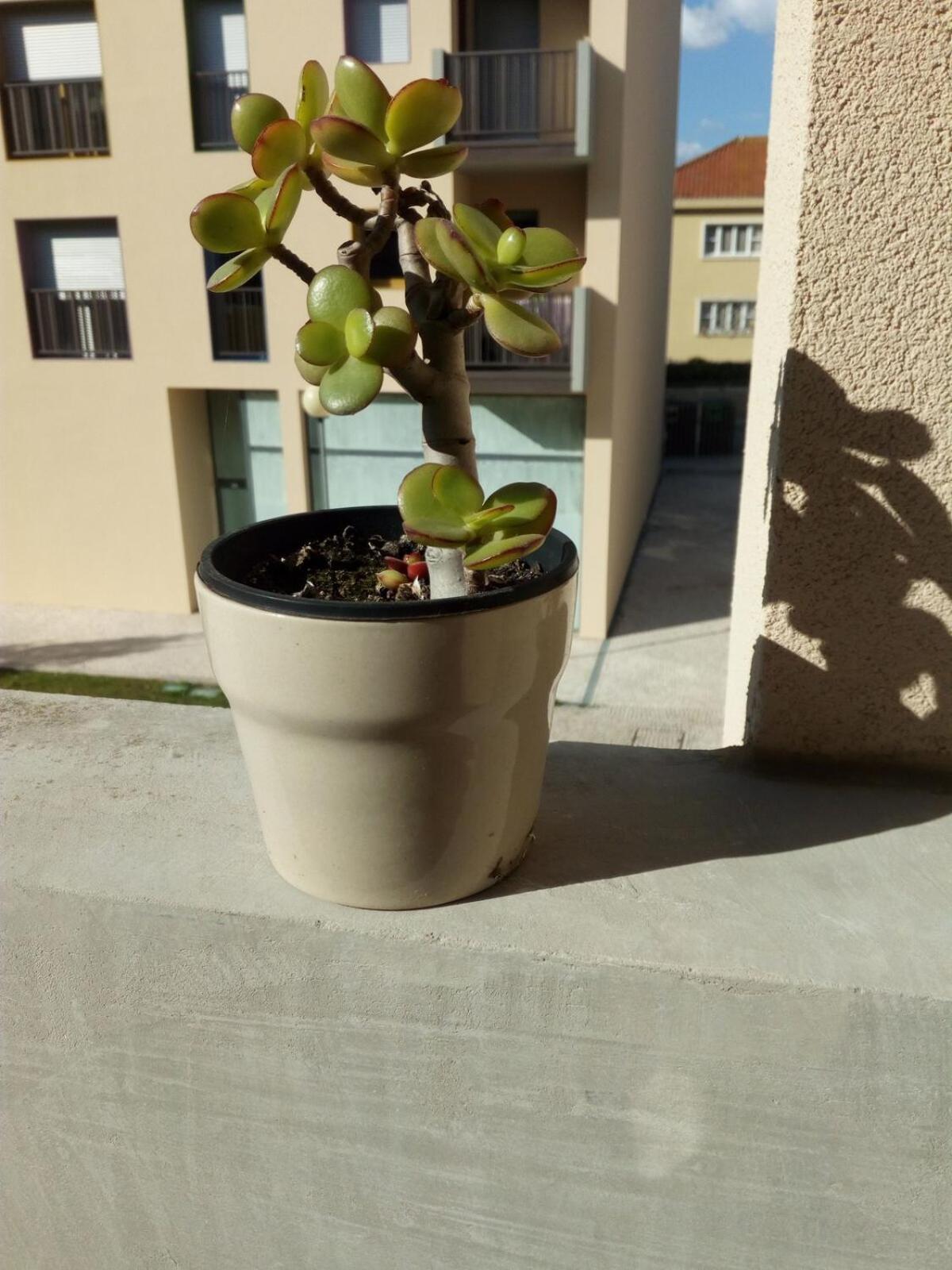 Alojamento Calypso Póvoa de Varzim Exteriör bild
